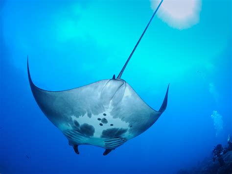 Exploring the Diversity of Hawaiian Manta Ray Species